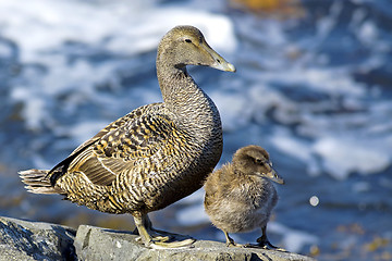 Image showing Duckling family