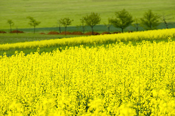 Image showing Canola field 02