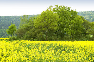 Image showing Canola field 03