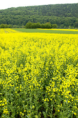 Image showing Canola field 04