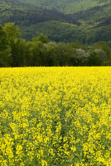 Image showing Canola field 06