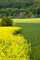 Image showing Canola field 07