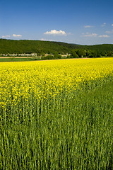 Image showing Canola field 08