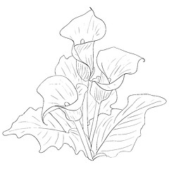 Image showing Beautiful flowers calla lilies on a white background drawn by ha