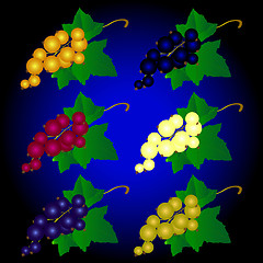 Image showing  currant of different colors 