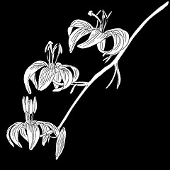 Image showing vector lily flower isolated on black background