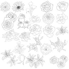 Image showing Set of  in hand drawn style roses