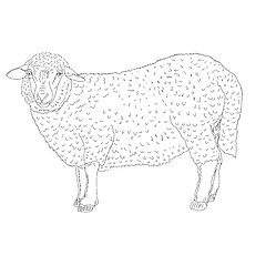 Image showing sheep painted by hand 