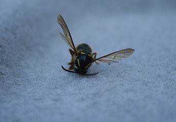 Image showing Dead bee