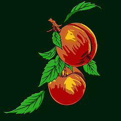 Image showing Two peaches with leaves on a branch on a light background