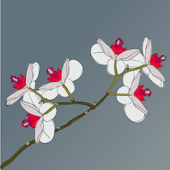 Image showing twig blossoming orchids on a background