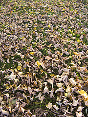 Image showing Carpet of leaves 01