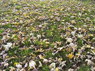 Image showing Carpet of leaves 02