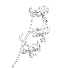 Image showing Beautiful flowers on a white background drawn by hand