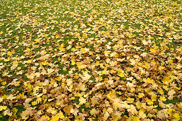 Image showing Carpet of leaves 05