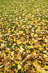 Image showing Carpet of leaves 06