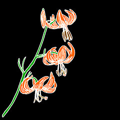Image showing vector lily flower isolated on black background