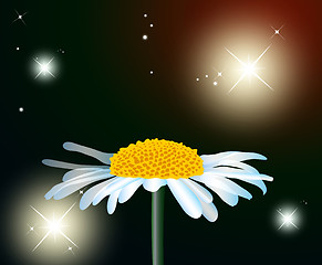 Image showing Flower Camomile