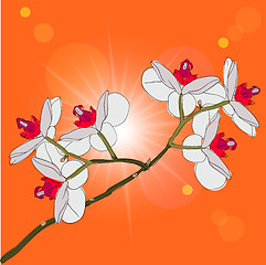 Image showing twig blossoming orchids on a background