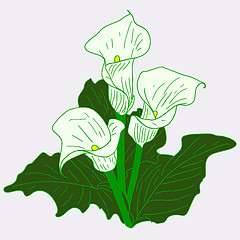 Image showing Background with White Callas