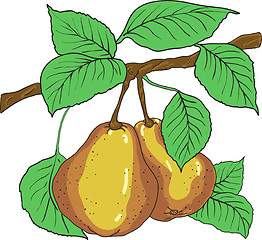 Image showing Two mature yellow pears with leaves on a branch. A vector