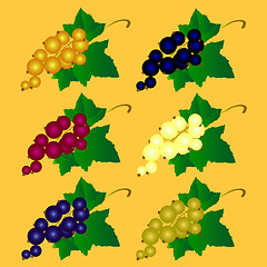 Image showing The vector illustration of a currant of different colors 