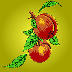 Image showing Two peaches with leaves on a branch on a light background