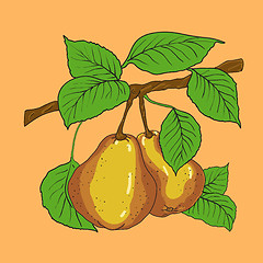 Image showing Two mature yellow pears 