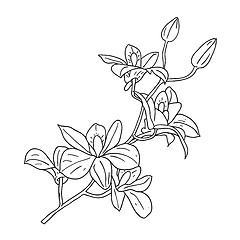 Image showing twig blossoming orchids on a background
