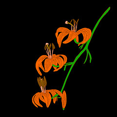 Image showing vector lily flower isolated on black background