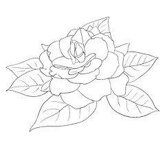 Image showing Beautiful flowers roses on a white background drawn by hand