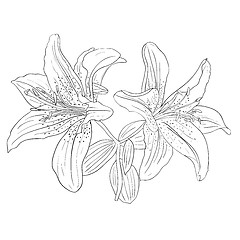 Image showing Beautiful flowers on a white background drawn by hand