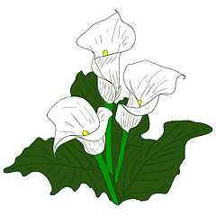 Image showing Background with White Callas