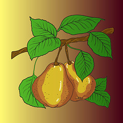 Image showing Two mature yellow pears 