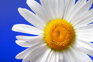 Image showing Chamomile on blue background. Close-up view