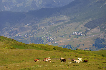 Image showing Grazing cow on green meadow in Caucasus Mountains
