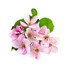 Image showing Apple blossom pink