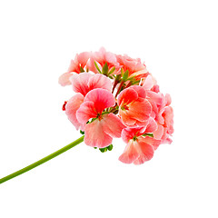 Image showing Geranium pink