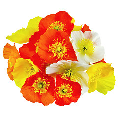 Image showing Poppies colorful