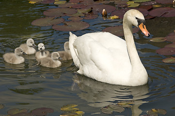 Image showing Swan stroll 01