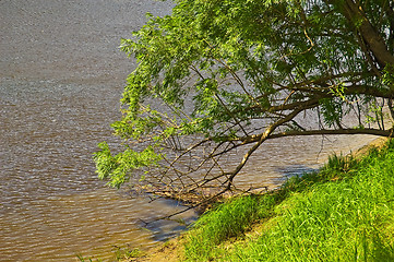 Image showing Tree by the River