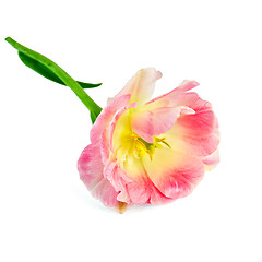 Image showing Tulip pink and yellow