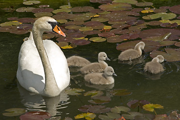 Image showing Swan stroll 02