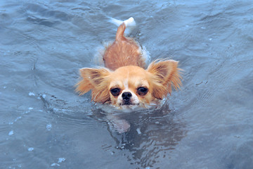 Image showing swimming chihuahua