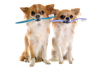 Image showing chihuahuas and toothbrush 