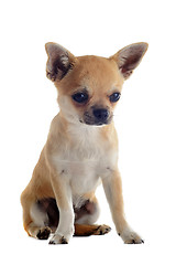 Image showing puppy chihuahua