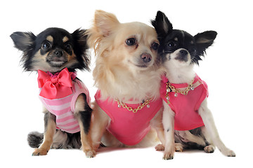 Image showing dressed chihuahua