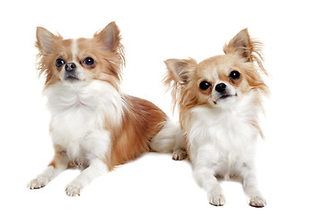 Image showing two chihuahuas