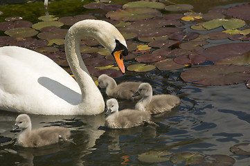 Image showing Swan stroll 03