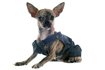 Image showing dressed chihuahua